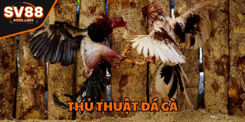 Thủ Thuật Đá Gà